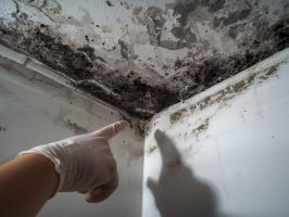 moisissure noire maison diagnostic